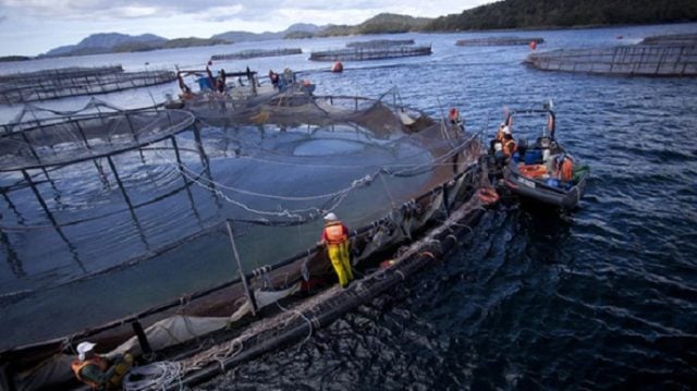 Esperan que se apruebe proyecto ley que busca una mayor regulación de la industria salmonera