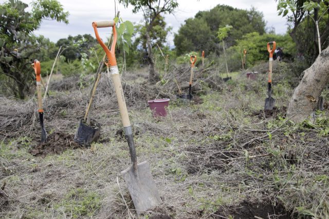 Alista BUAP Reforestación del Memorial covid-19 para junio