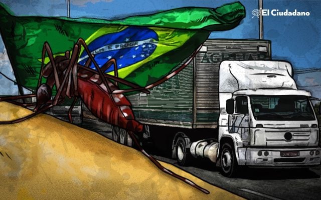 Liberan mosquitos transgénicos en central camionera de Brasil