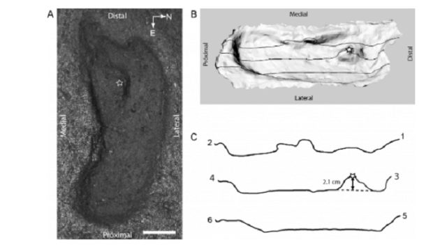 La huella humana de 15,600 años que fue encontrada en Pilauco (Osorno), territorio ancestral mapuche huilliche