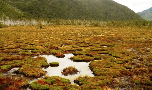 Reacciones ante el importante avance en la aprobación de la cámara del proyecto ley de protección de ecosistemas de turberas y musgo Sphagnum (pompón)