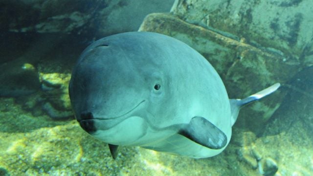 Autoridad ambiental urgen a México elaborar expediente sobre vaquita marina