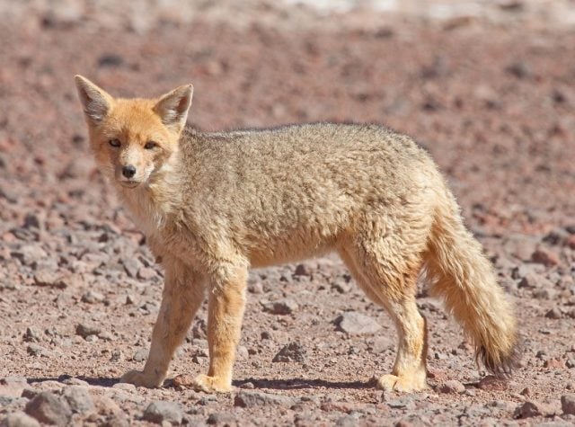 Dictan medidas urgentes contra minera Gold Fields por impactos ambientales y muerte de zorros culpeo en Atacama