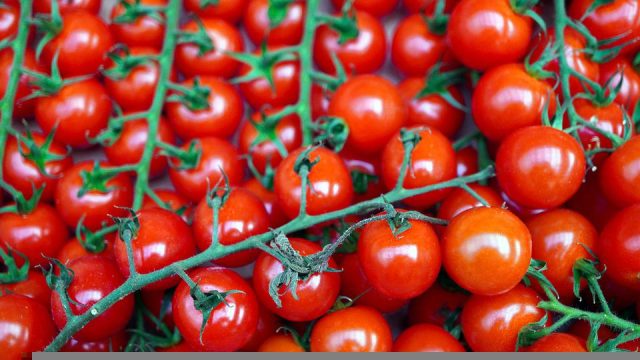 Logran modificar composición genética del tomate para convertirlo en una fuente rica en vitamina D