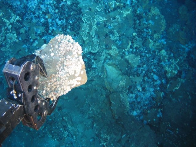 Si el principal reservorio de carbono del planeta es el océano, prohibamos la minería submarina