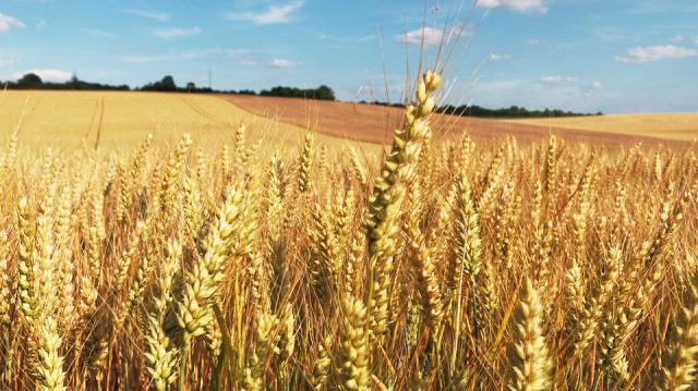 EE. UU. dice que no impondrá sanciones contra quienes importen cereales desde Rusia