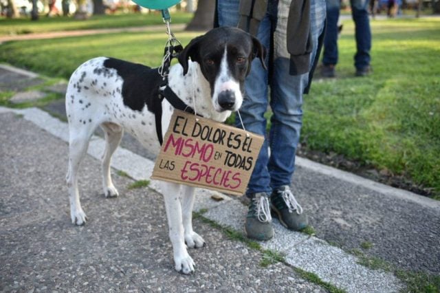 Reconocimiento constitucional a los animales no humanos en Chile