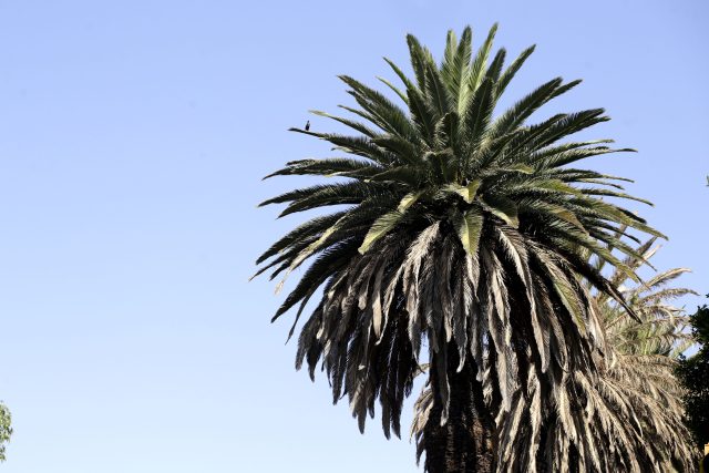 Palmeras del Cench y parque Juárez en riesgo por amarillamiento letal