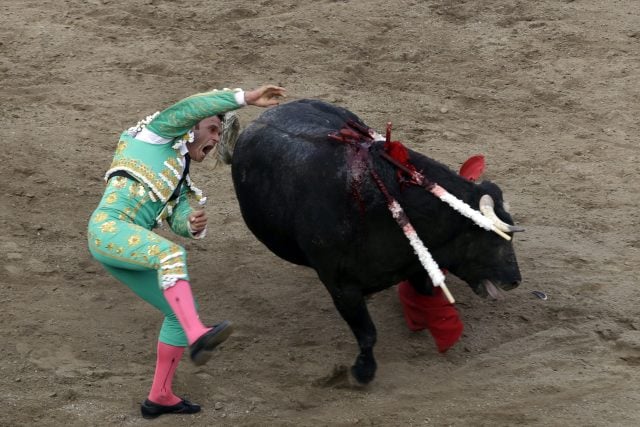 Propone diputada sancionar eventos taurinos y peleas de gallos en Puebla