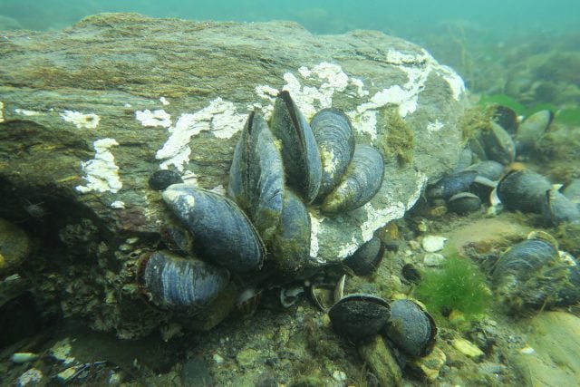 Estudio analizará efectos de la contaminación lumínica en los choritos de las costas del Biobío