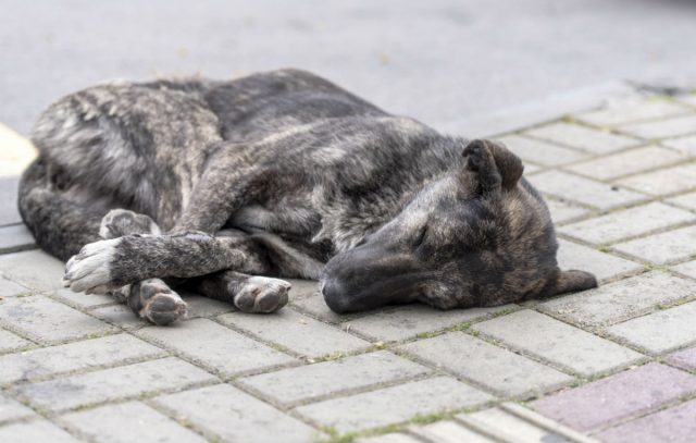 Captan a carnicero desollando a un perro para vender su carne en mercado