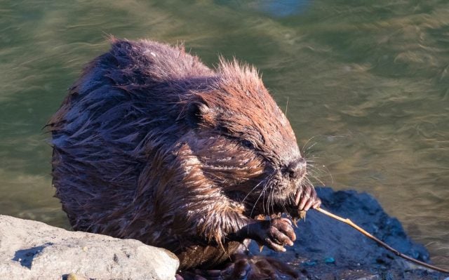 Magallanes: Ministerio de Medioambiente anuncia estrategia a 15 años para controlar y erradicar destructiva plaga de castores canadienses