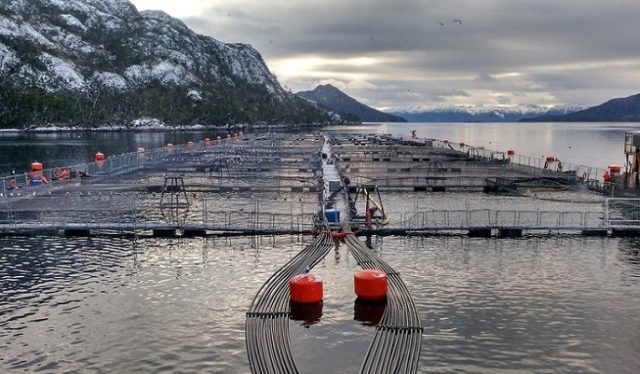 Se realizaron alegatos por conflicto centro de cultivo salmonero en Reserva Nacional Kawésqar de Magallanes