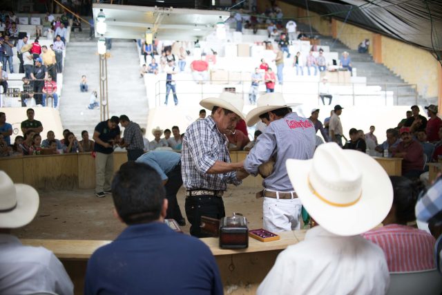 Anuncian marcha pacífica contra prohibición de peleas de gallos y tauromaquia