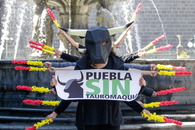 Exigen a diputados de Puebla cumplir agenda animalista y vetar tauromaquia