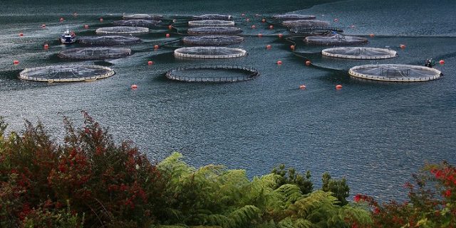 Dura respuesta a industria salmonera ante intento de amedrentar al movimiento socio-ambiental