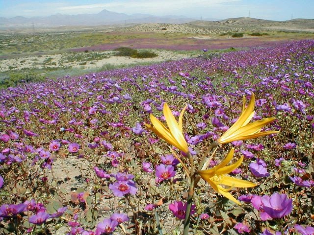 Tras años de sequía volvió el Desierto Florido: Piden a visitantes no llegar en auto ni llevarse plantas