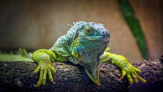 Vuelven a nacer iguanas terrestres en una isla de las Galápagos tras casi dos siglos: «Un gran logro de conservación»