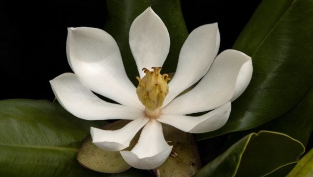 Hallan en Haití una especie de magnolia que se creía perdida para la ciencia desde hace 97 años