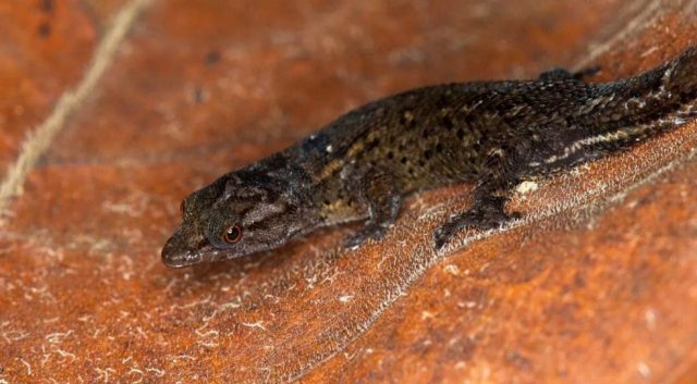 Encuentran nueva especie de reptil en Puerto Rico: por primera vez en 85 años