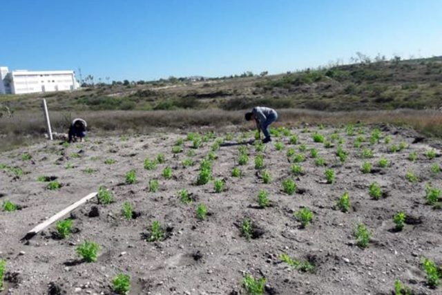 Construirían viviendas en zona de nueva CU en Valsequillo