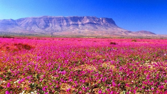 ¡Precaución, no cortar! Experto advierte peligro para el ecosistema del desierto florido si se cortan sus flores