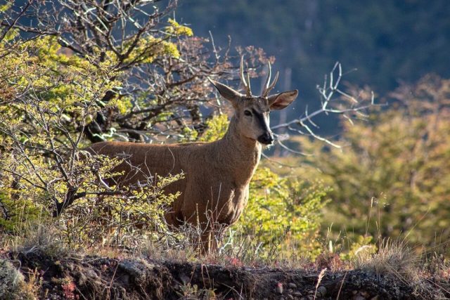 Tras votación en Comisión de Agricultura: Preocupan retrocesos en proyecto que crea el Servicio de Biodiversidad