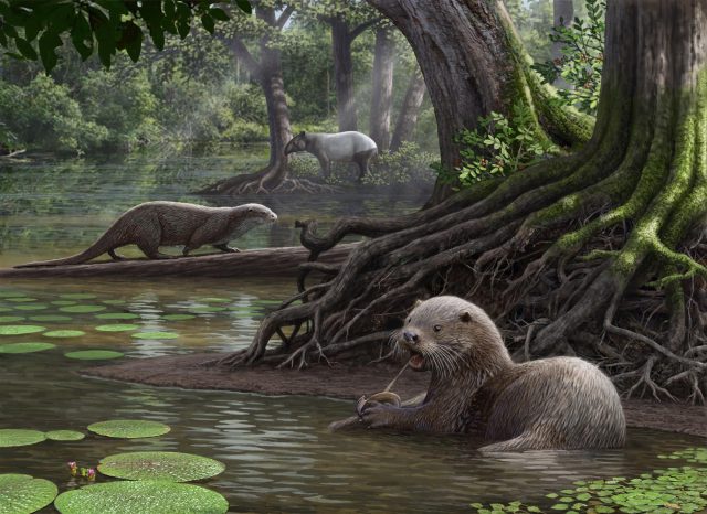 Nutria gigante, tan grande como un león, vagó alguna vez por la tierra