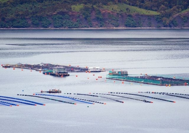 Coalición de organizaciones socioambientales exigen cierre de salmoneras que incumplieron con la ley y que se abra comisión investigadora