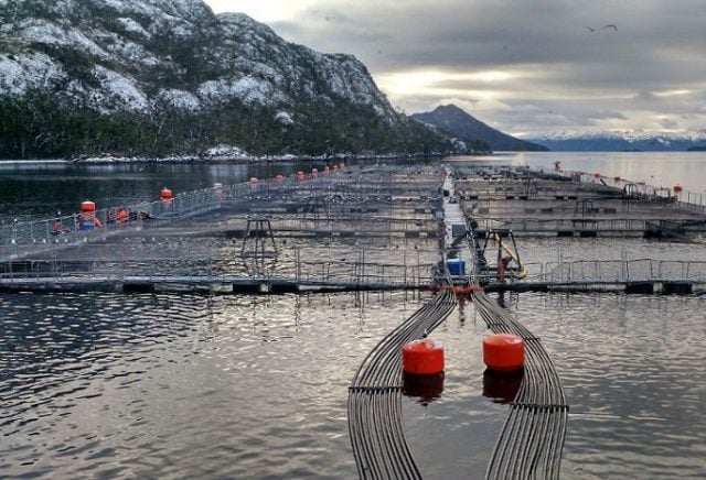 El fuerte conflicto político- empresarial en la Reserva Nacional Kawésqar : ¿conservación a la medida de los salmoneros?