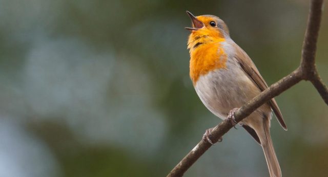 Encuentros con pájaros y oír sus cantos beneficia la salud mental