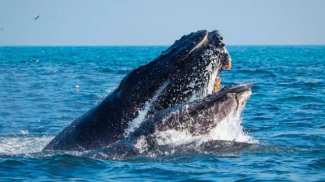 ¡Una gran noticia para las ballenas! Se suscribe acuerdo en Bahía Mejillones para crear nueva ruta marítima y protegerlas