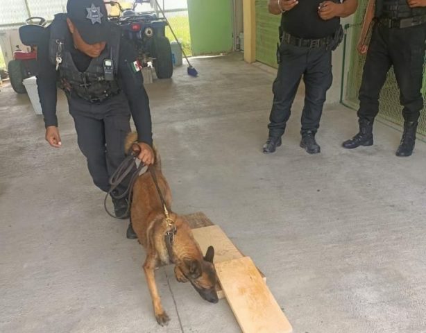 Agente canino impide ingreso de celulares al penal de Tepexi