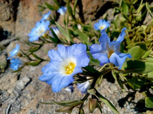 Cambio climático y sequía: Dos factores que hacen casi imposible aparición del desierto florido en 2023