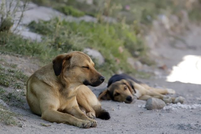 En México, 10 millones de mascotas viven en calles: Salud