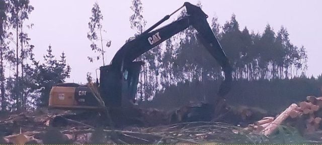 Justicia reconoció que predio ocupado hace 30 años por Grupo Angelini pertenece a comunidad mapuche