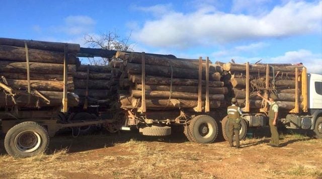 La Araucanía: La totalidad de la banda dedicada al robo de madera quedó en prisión preventiva