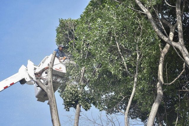 Panistas impulsarán Ley de Protección del Arbolado Urbano de Morelos en Puebla