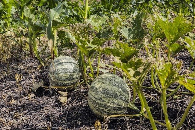 Invitan a la muestra gastronómica de milpa en Tenampulco Puebla