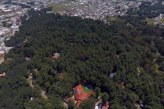 Clausuran obras en Flor del Bosque y anuncian investigación por tala ilegal