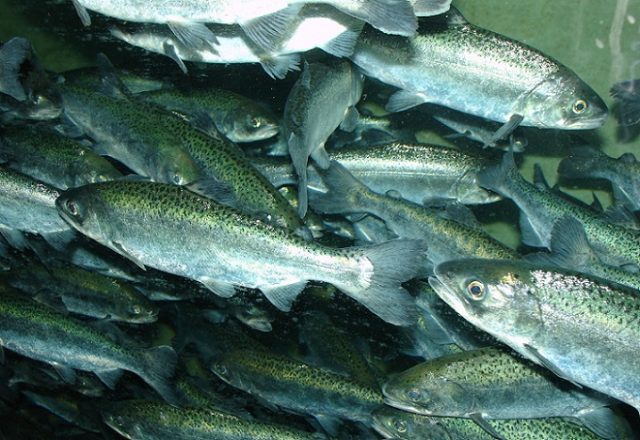 Exigirán mayores controles para evitar el escape de salmones y se establecerán sanciones a empresas acuícolas responsables