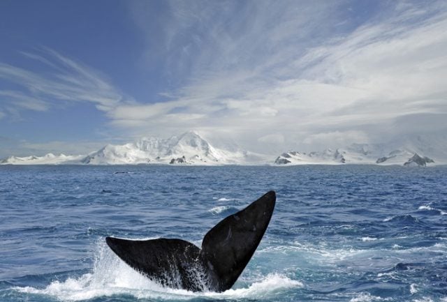 Reconocen al mar austral como el quinto océano del planeta