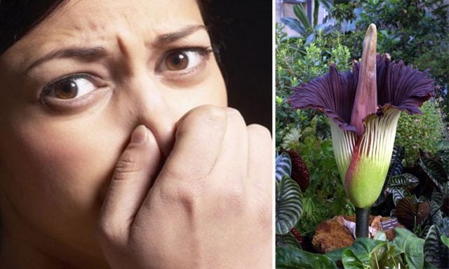 Olor, flor cadavérica y masoquismo benigno