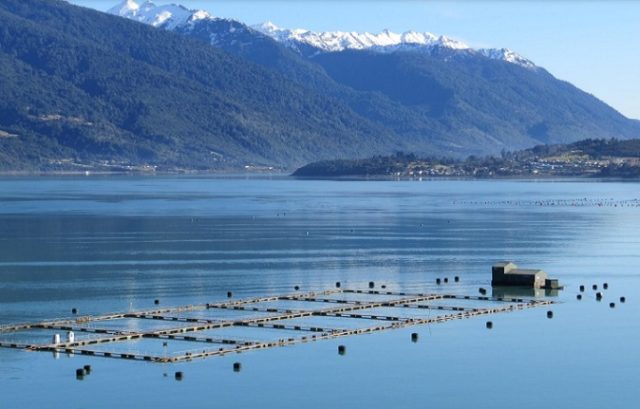 Fundación Terram: Seis concesiones salmoneras de parques nacionales no han caducado pese a incumplimiento de la ley