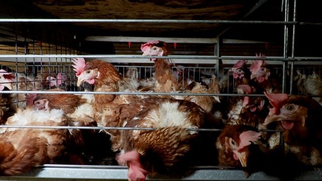 Investigación revela abusiva realidad de gallinas enjauladas para la producción de huevo en Chile