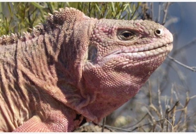 Islas Galápagos: encuentran crías de iguana rosa que se creían extintas