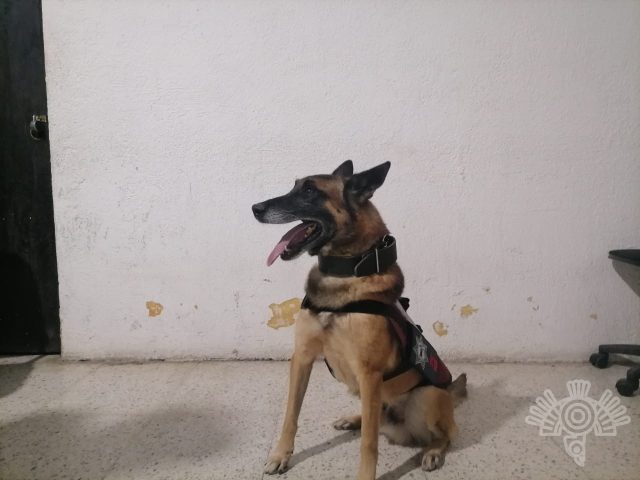 Escuadrón canino detecta drogas tras revisión en centros penitenciarios