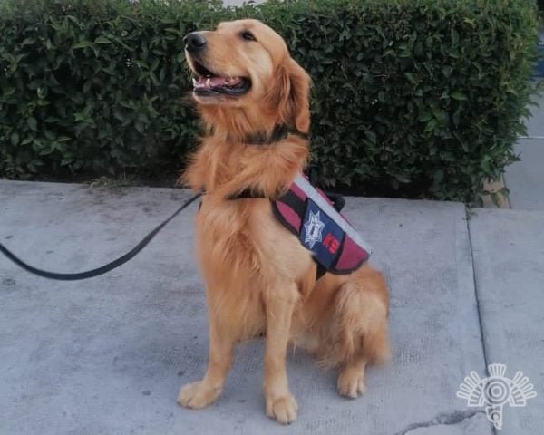 Con apoyo de perros aseguran aparente planta de marihuana en Cereso