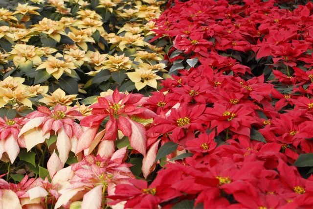 ¿Sabes de dónde es originaria la flor de nochebuena? Conócelo aquí