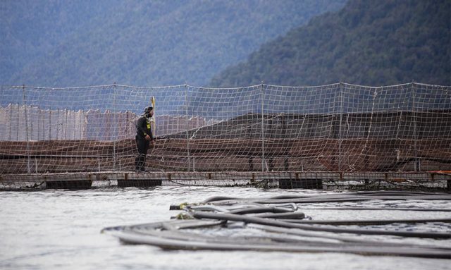 Seguridad de buzos salmoneros llegó al Congreso: Cámara aprueba resolución que pide al Gobierno revisar condiciones laborales